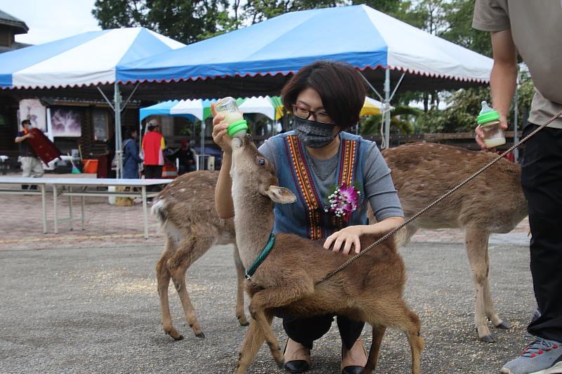 打造日版奈良 鹿野梅花鹿公園今開幕 饒慶鈴：結合公所推動地方創生 盼更多年輕人回家打拚