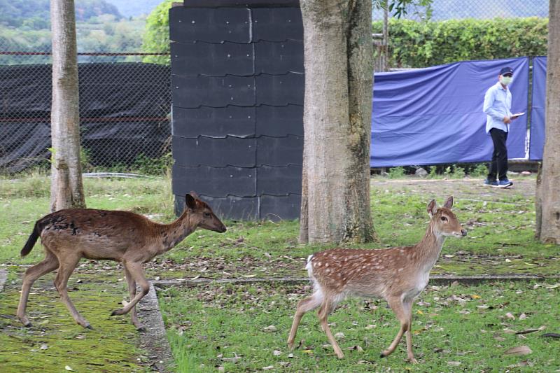 打造日版奈良 鹿野梅花鹿公園今開幕 饒慶鈴：結合公所推動地方創生 盼更多年輕人回家打拚