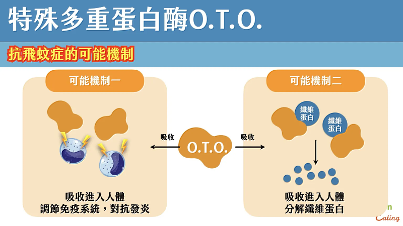 特殊多重蛋白酶O.T.O.抗飛蚊症的可能機制