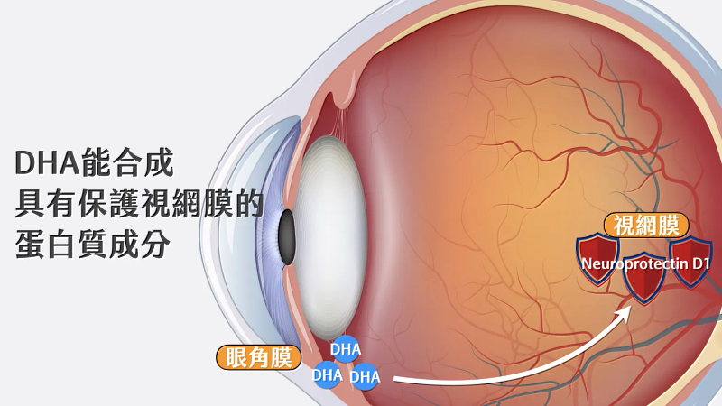 DHA能合成具有保護視網膜的蛋白質成分