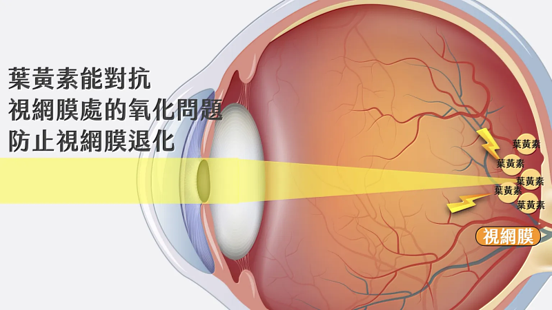 葉黃素能對抗視網膜處的氧化問題防止是網膜退化