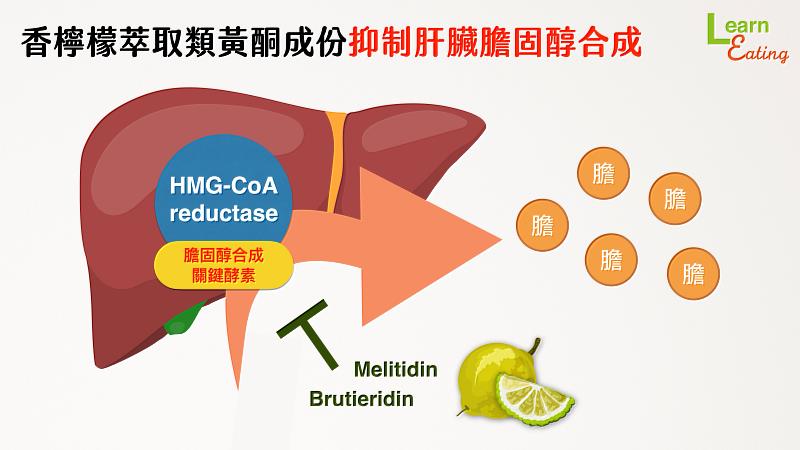 香檸檬萃取可抑制肝臟膽固醇生成