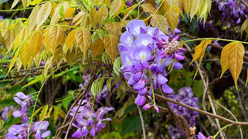 紫藤花為著名之棚架觀賞植物