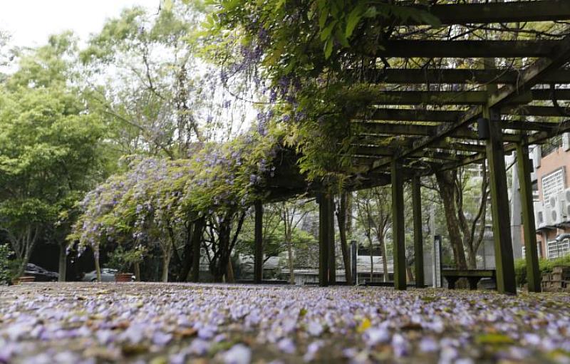 紫藤花瓣灑落一地，為校園增添許多浪漫氣息。