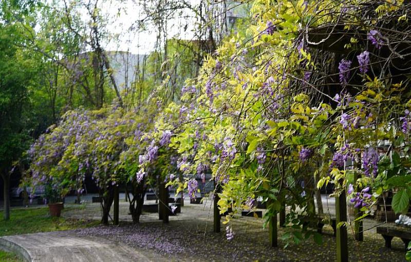 中華大學紫藤花海位在管理學院綠色草坪旁，從校門口走到此僅約3分鐘。