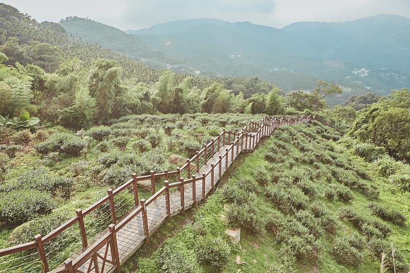 嘉義梅山最美十景 超美茶園、竹林、瀑布這裡賞這裡拍