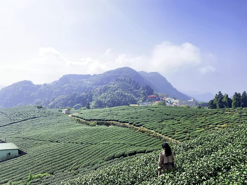 嘉義梅山最美十景 超美茶園、竹林、瀑布這裡賞這裡拍