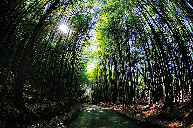 嘉義梅山最美十景 超美茶園、竹林、瀑布這裡賞這裡拍