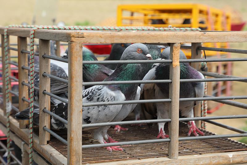 2022義竹鴿笭文化季開籠儀式