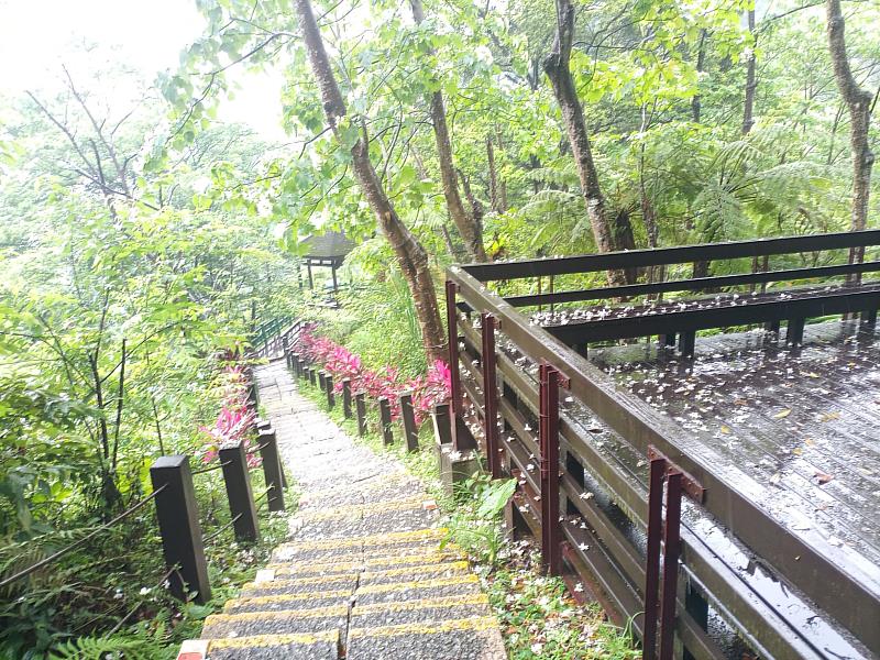 土城桐花公園及獅子亭的桐花也將盛開