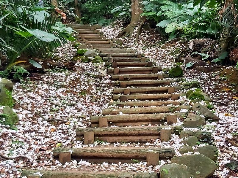 三芝賞桐步道是桐花秘境