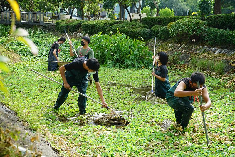 崑大環工系定期清除校內「中水淨化暨再利用系統」水生植物，以維持系統淨化水質的效果