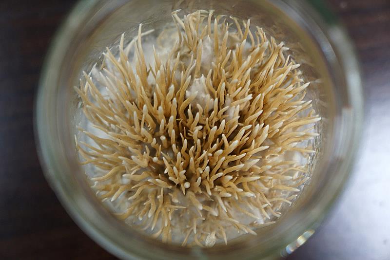 大葉大學食生系吳建一老師是全台灣第一位人工培育蟬花成功的