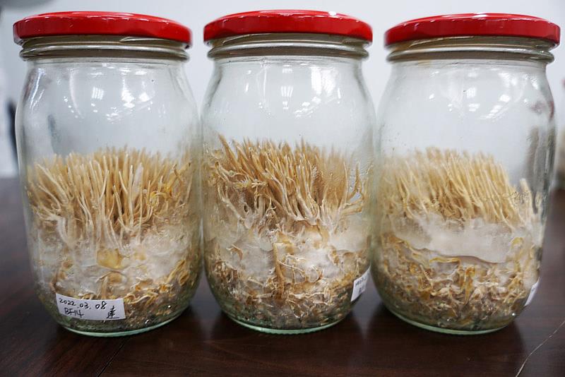 大葉大學食生系培育蟬花