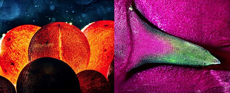 攝影師林軒朗用另類手法拍下在地農產，葡萄是火紅的太陽，火龍果身上閃耀星雲