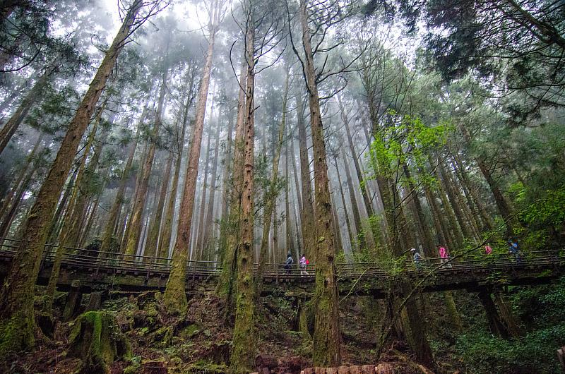 降肉降肉！嘉義縣用美景召喚步道迷-特富野古道
