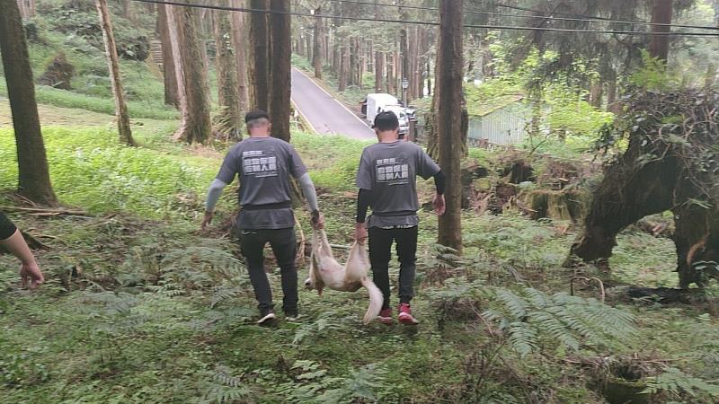 阿里山浪犬騷帝雉，動保員全面捕抓移除