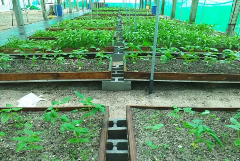 國合會駐馬紹爾技術團以栽培床及克土栽培技術進行外島蔬果生產。