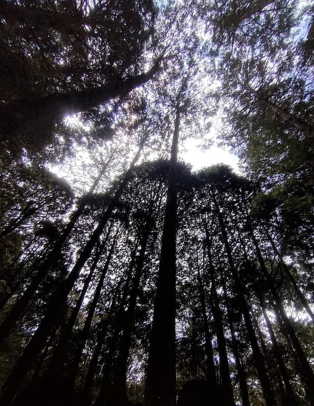 阿里山知名景色之一-巨木，除了可以用眼睛「看」仰望外，也能用「嗅」感受樹木香