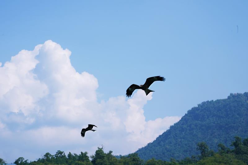 全台獨ㄧ無二秘境玩法！嘉義大埔遊水庫、賞老鷹、看山豬、釣魚趣