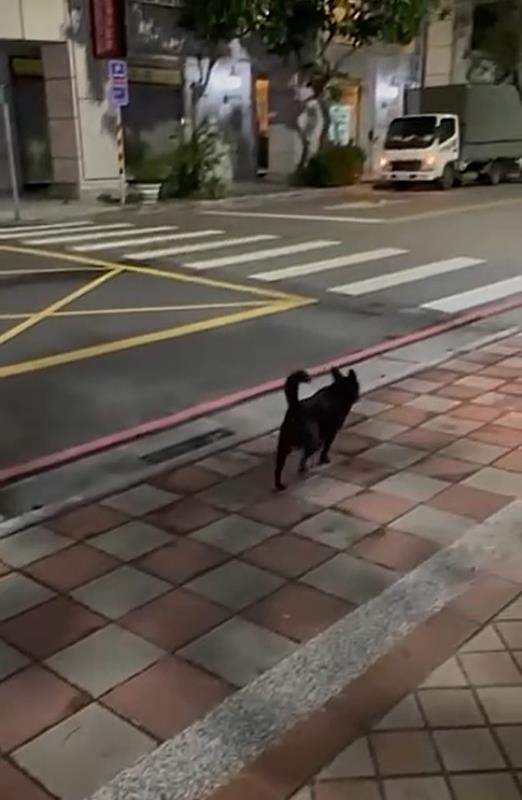 寵物無人伴同過馬路可能發生危險