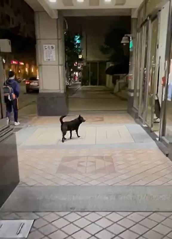 寵物出入公共場所無人伴同