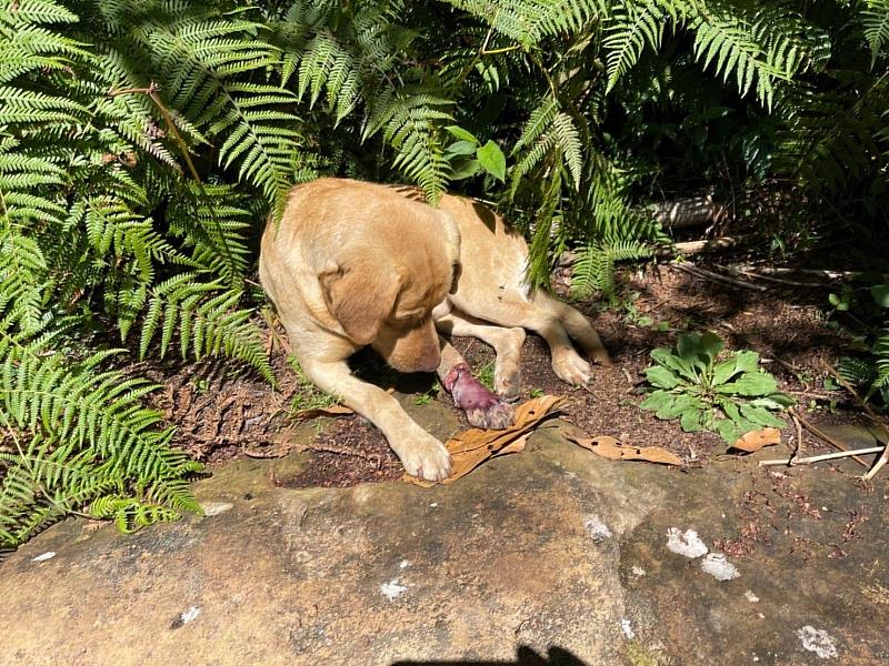 動保隊大凍山救援揹狗2小時下山，乖巧浪犬大黃盼愛心認養