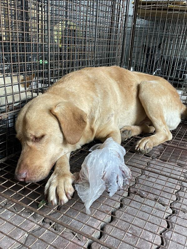 動保隊大凍山救援揹狗2小時下山，乖巧浪犬大黃盼愛心認養