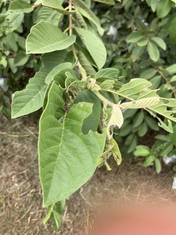 首例秋行軍蟲危害番石榴