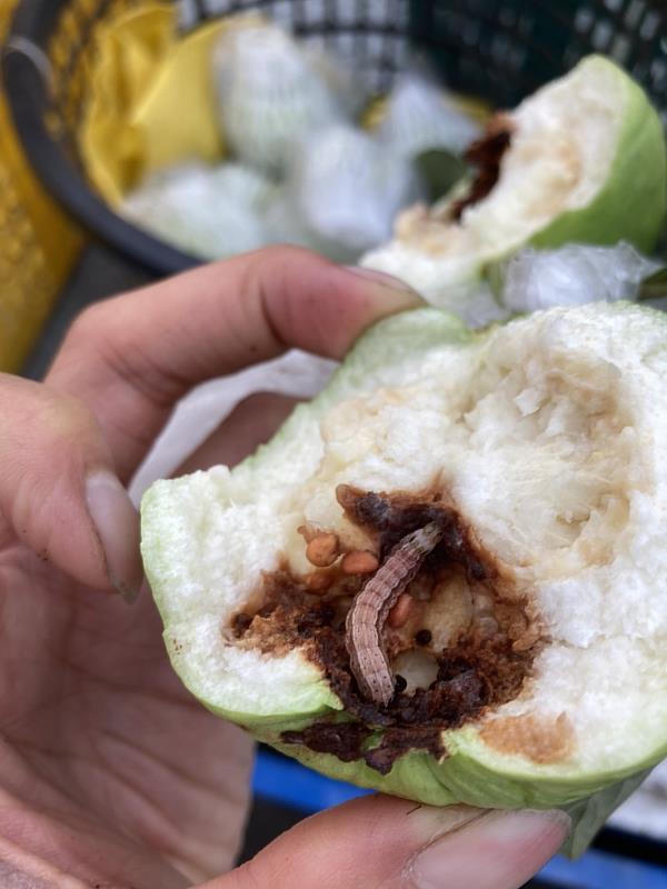 首例秋行軍蟲危害番石榴