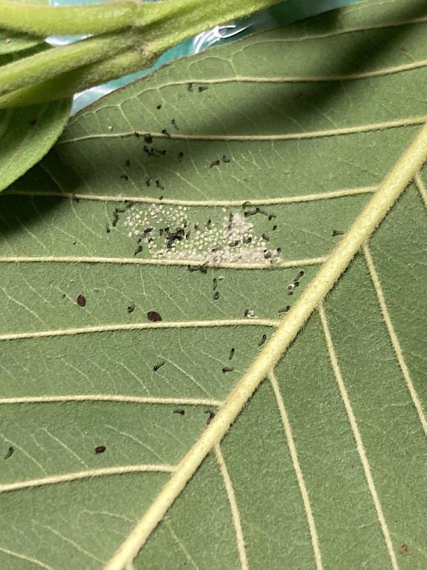 首例秋行軍蟲危害番石榴