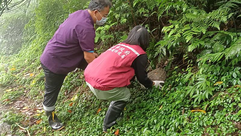 新北市動保員將穿山甲野放回山林原始棲地生活