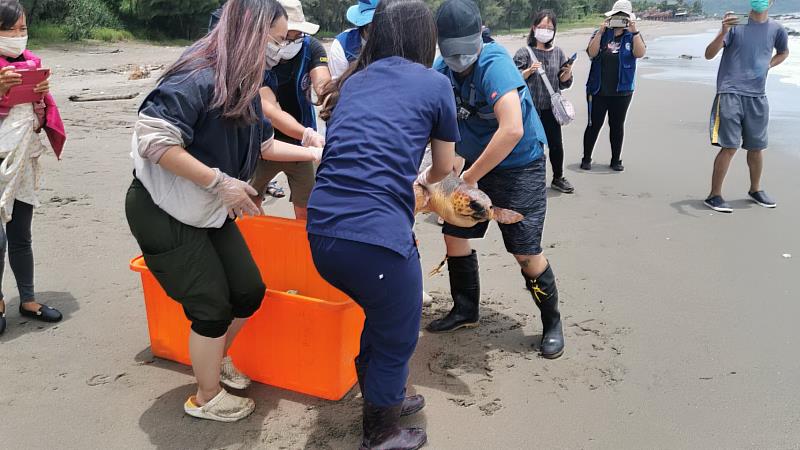 救援康復後海龜裝設發報器野放返回大海 期收集洄游資訊了解生態分布