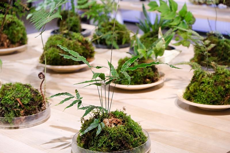 讓遊客在展區中即可欣賞到不同的蕨類型態