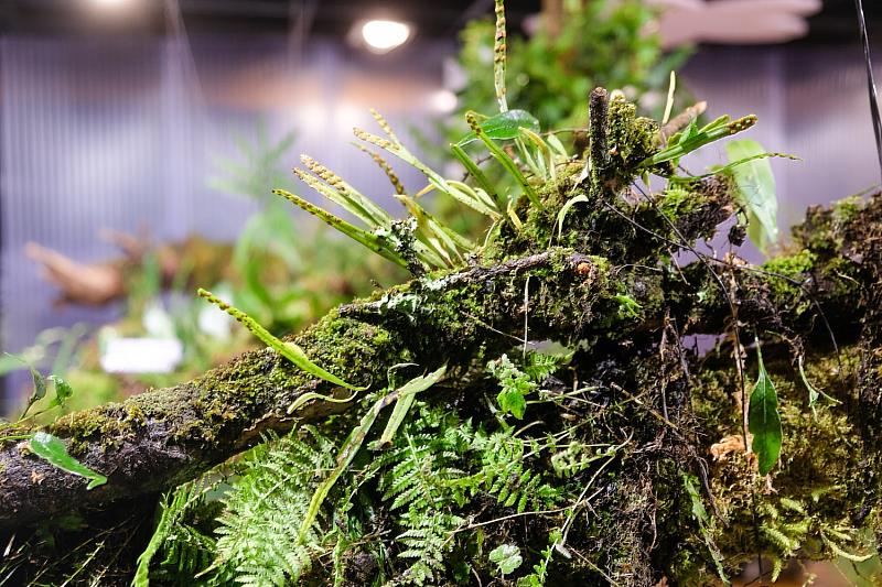 歡迎民眾至展區及園區賞蕨，感受蕨類獨特的自然魅力