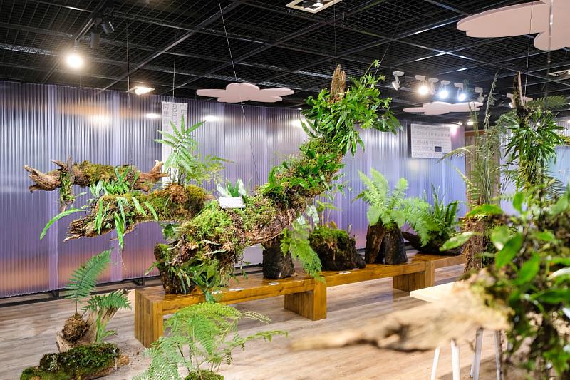 展覽將園區內多種蕨類局部暫移至展示空間