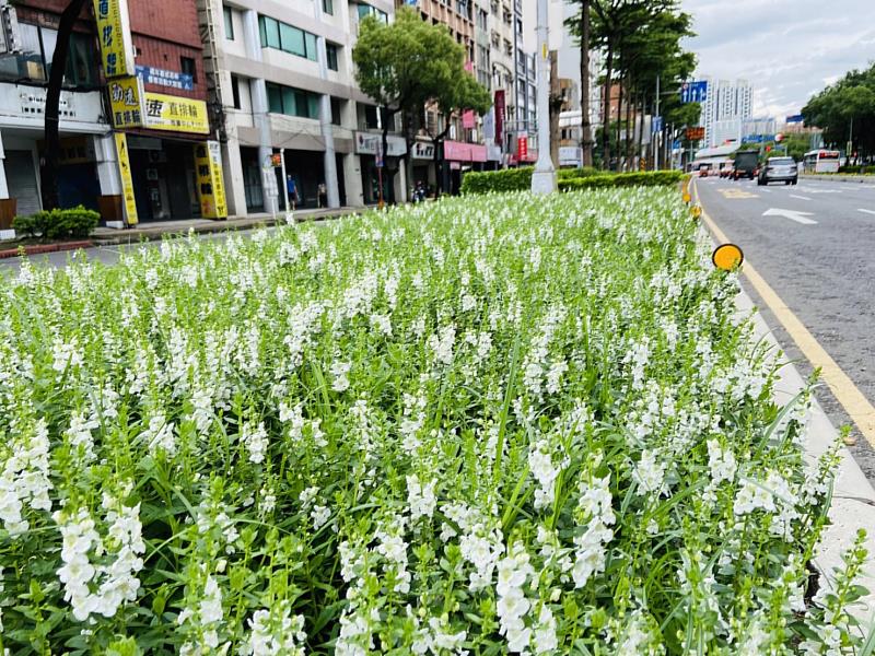 板橋文化路一段- 鄰近萬坪公園側種植白色天使花