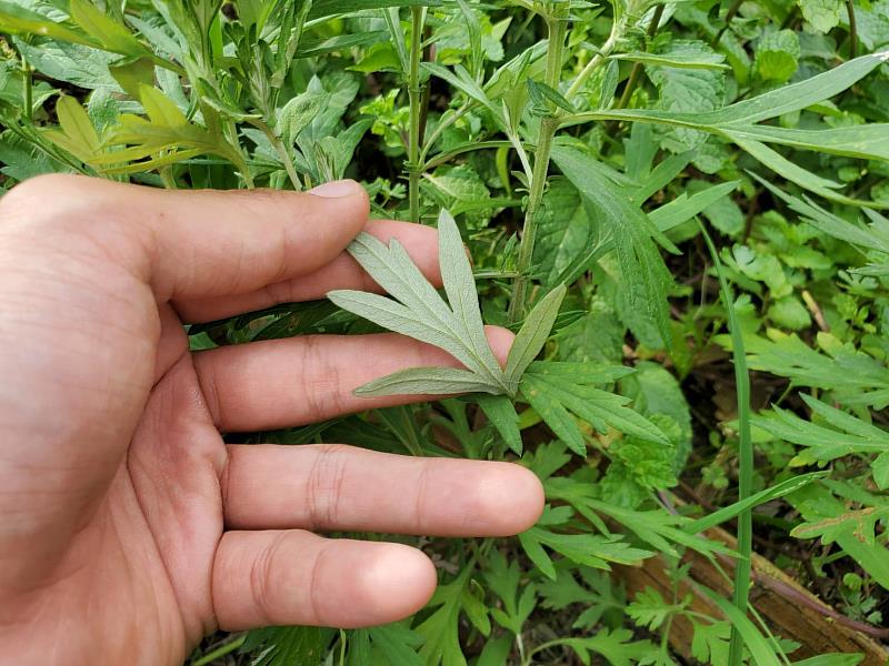 適合本土氣候的香草植物艾草、左手香、紫蘇、薄荷，這些植物除了可食用外，也常用來防止蚊蟲的侵擾