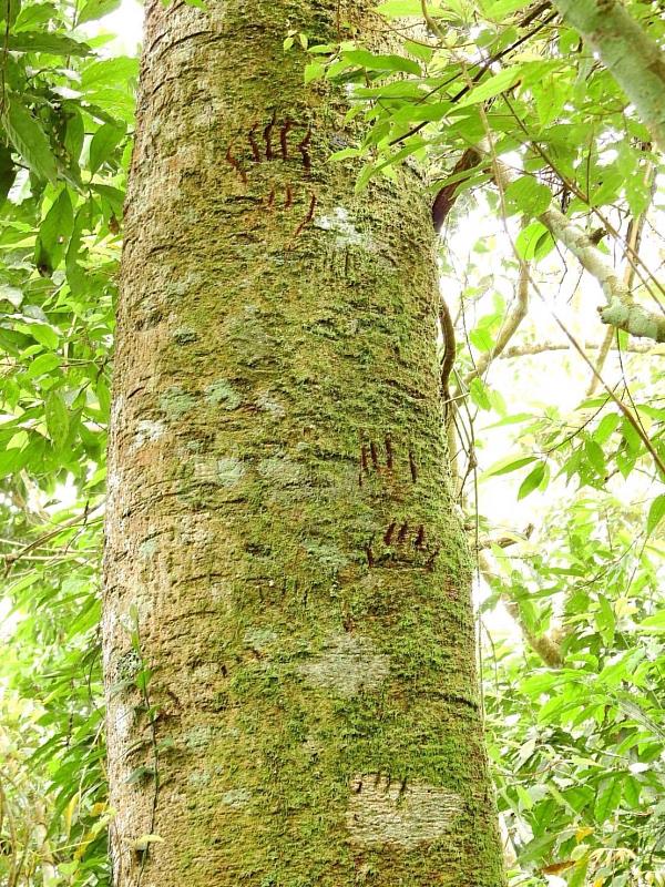 山黃麻樹上發現大小不一的黑熊爪痕。