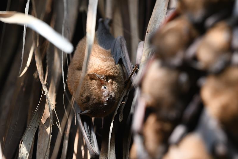 民眾可以就近觀察棲息在樹葉上的高頭蝠