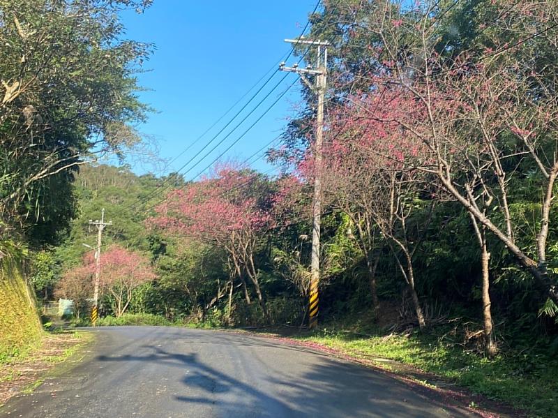 深坑阿柔洋產業道路山櫻爛漫_健行騎車都適宜(資料照片)