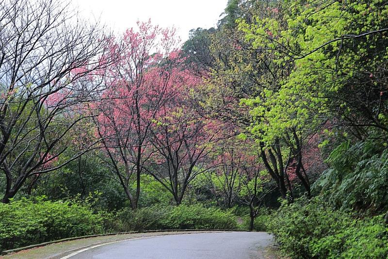 三芝青山路山櫻盛開，每年櫻花季吸引民眾及車友追風暢遊(資料照片)