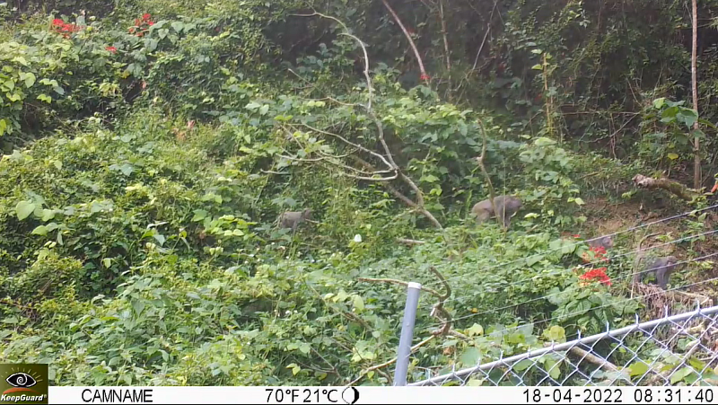 紅外線自動照相機監測到臺灣獼猴僅於電圍網外圍活動，已能有效防止獼猴危害農作