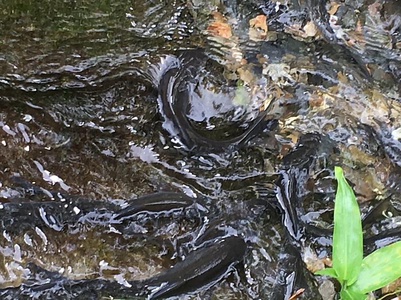 5、	即日起，持續至7月底前，龍潭湖鯝魚生態保育園區將有3至4波的生態盛況。（靈鷲山佛教教團提供）
