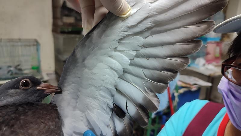 鳥類密緻羽毛下寄生肉眼不易察覺微小約1釐米白色禽螨。