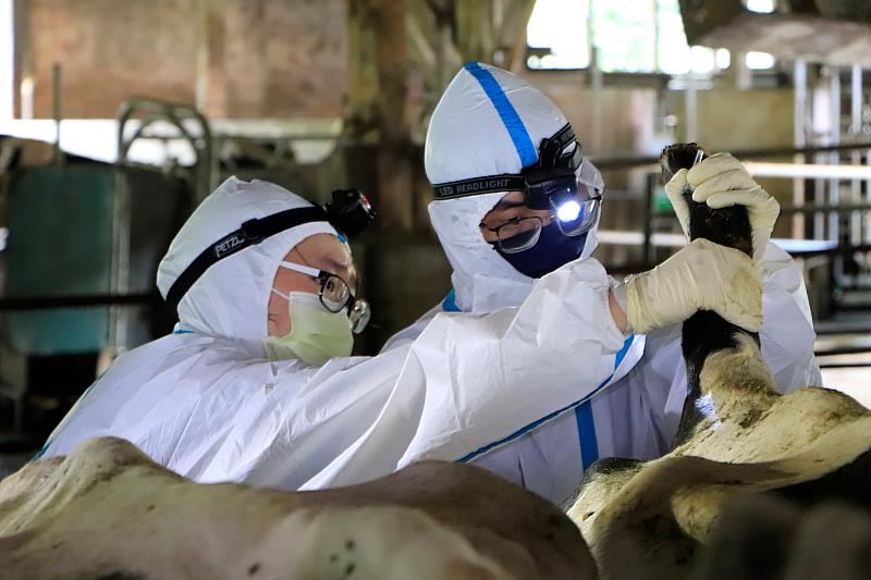 台大獸醫團隊及動保處聯合進行牛場監測工作。