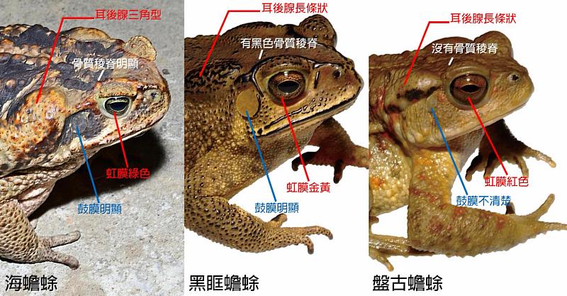 海蟾蜍列有害物種，飼主應於6月14日前登記，以免受罰