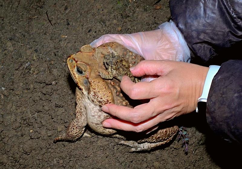 飼養海蟾蜍須於6月14日前完成登記，逾期處1萬元以上5萬元以下罰鍰