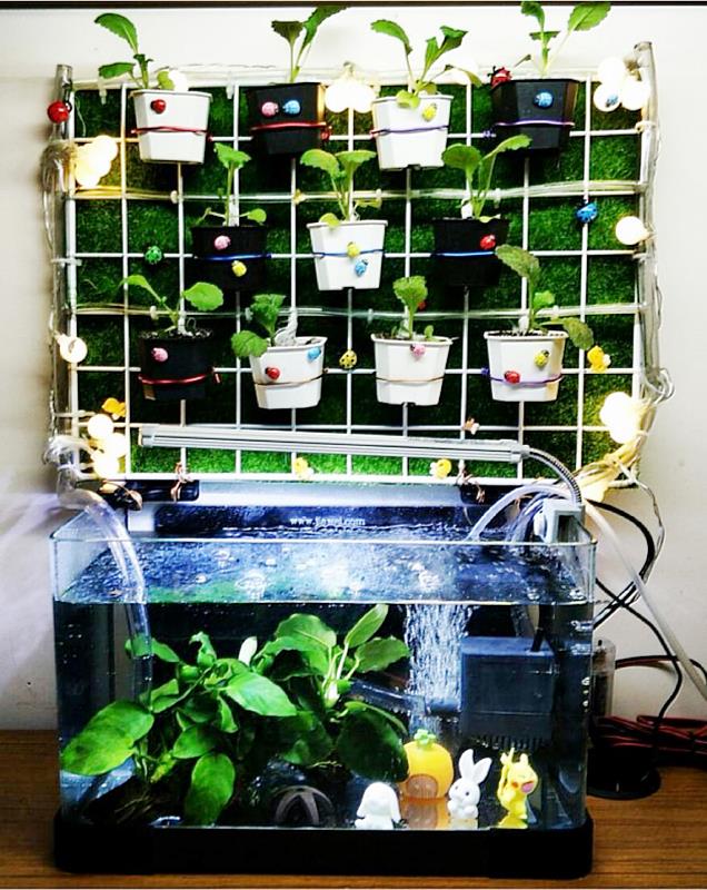 南華大學生技系吳澔群副教授指導的「新式土耕魚菜共生系統開發」專題，有別於一般水耕式的魚菜共生系統。