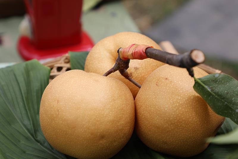 竹崎鄉玉觀音高接梨上市囉